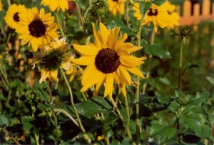 Sunflowers