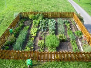 Kitchen garden