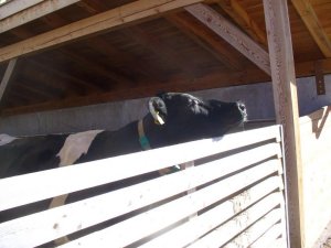 unsere Kuh geniesst die Sonnenstrahlen
