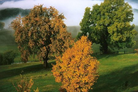 Farbiger Herbst im Obstgarten