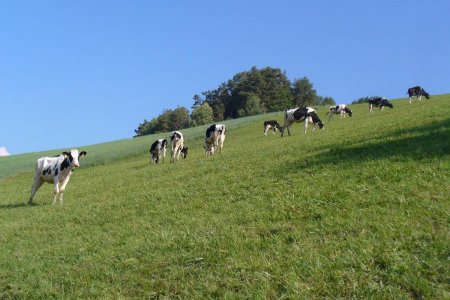 The cows on the meadow