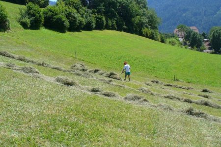 Bei der Heuarbeit