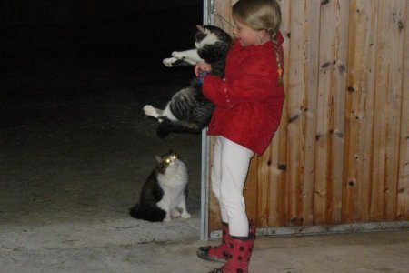 Katzen Sissi & Freddy