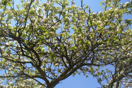 Flowering apple tree